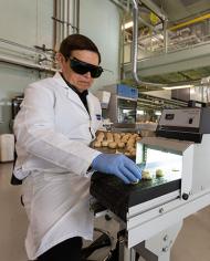 Mushrooms being put through a UVB light machine. 