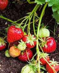 strawberries