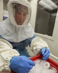 A researcher working with Culex quinquefaciatus mosquitos.
