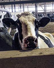 A black and white cow