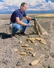 Geneticist harvests tubers.