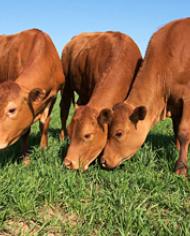 Cattle grazing