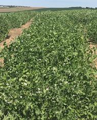 winter peas 