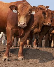 Cattle in a feedlot