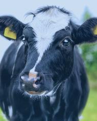 cow