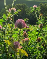 Red clover