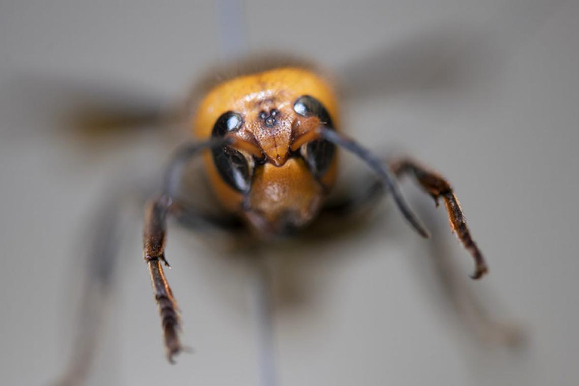Close up of head of Asian giant hornet