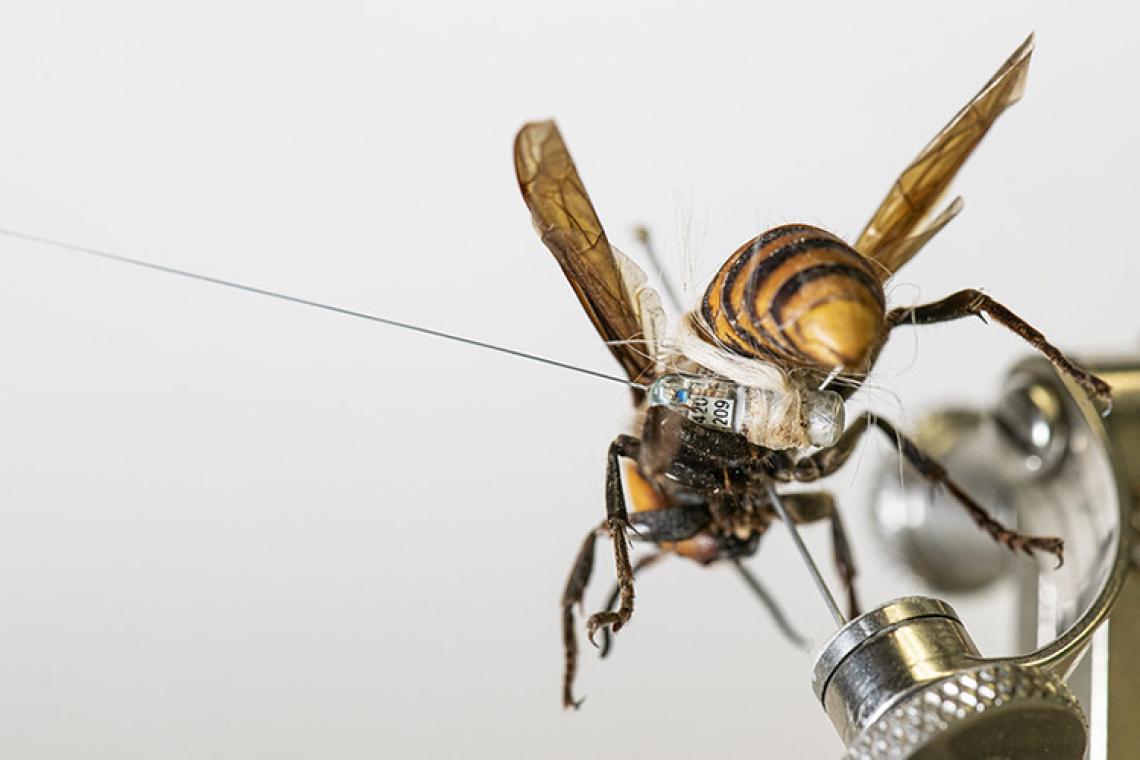 An Asian giant hornet