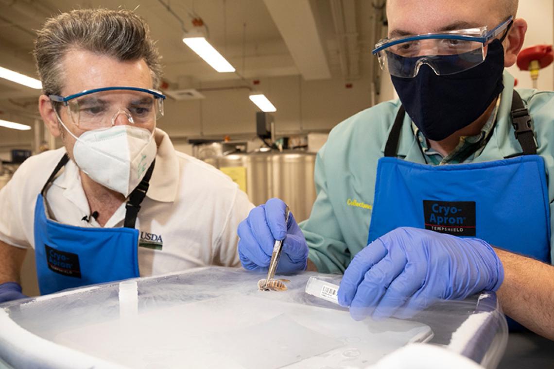 ARS research entomologist, Matt Buffington and Smithsonian NMNH Biorepository technician, Daniel DiMichele, inspect an Asian giant hornet.