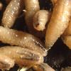 Screwworms
