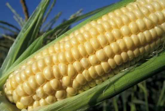 Image of corn in a field