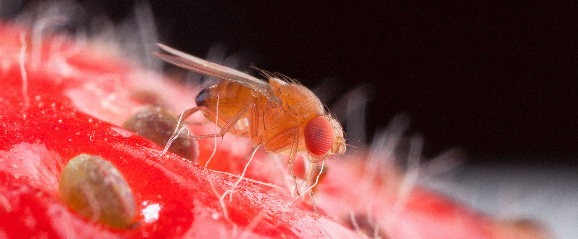 Male spotted wing drosophila fly on a strawberry. 