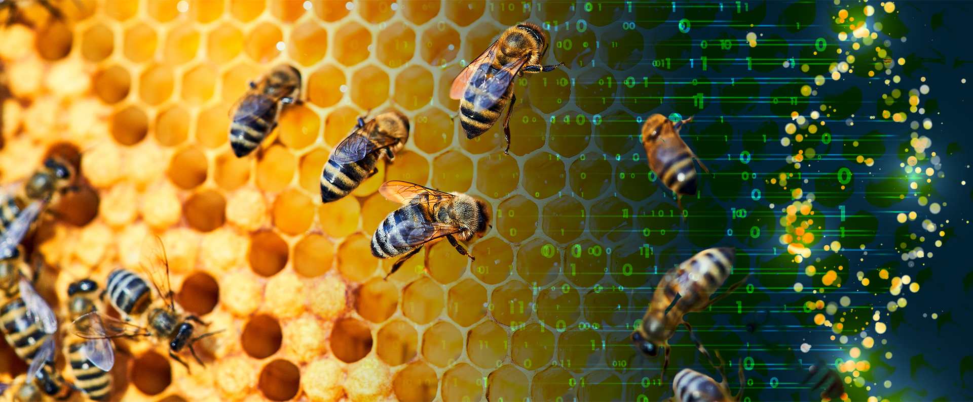 Photo illustration of Bee Genome concept.