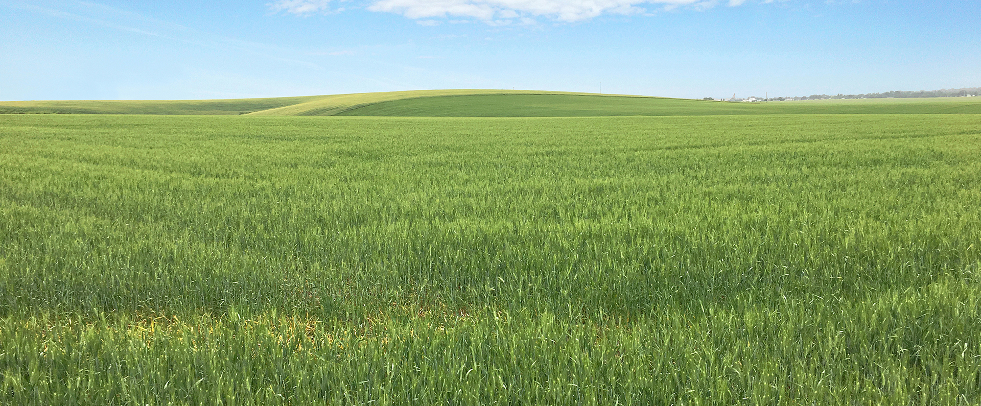 A field soft Svevo durum wheat 