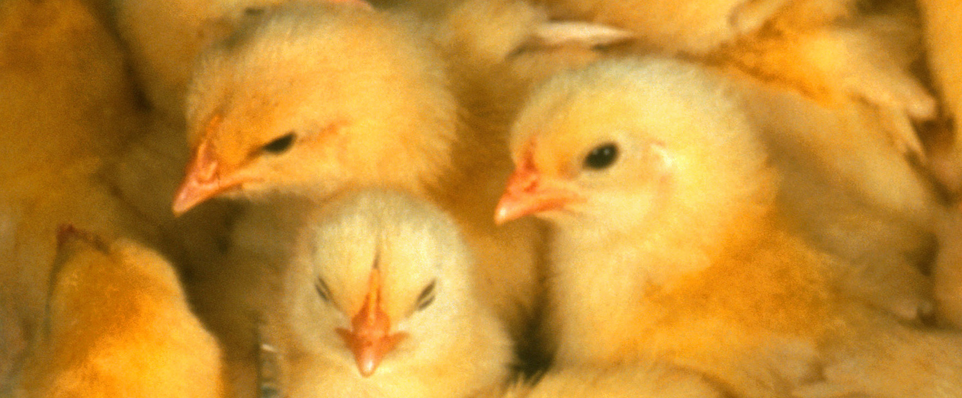 A group of yellow chicks