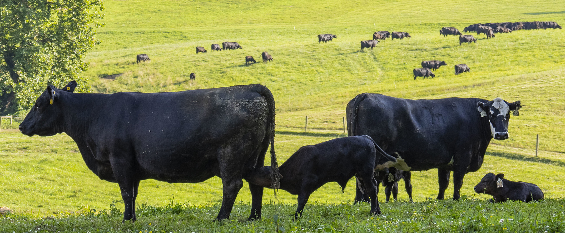 Four black cows in a field. 
