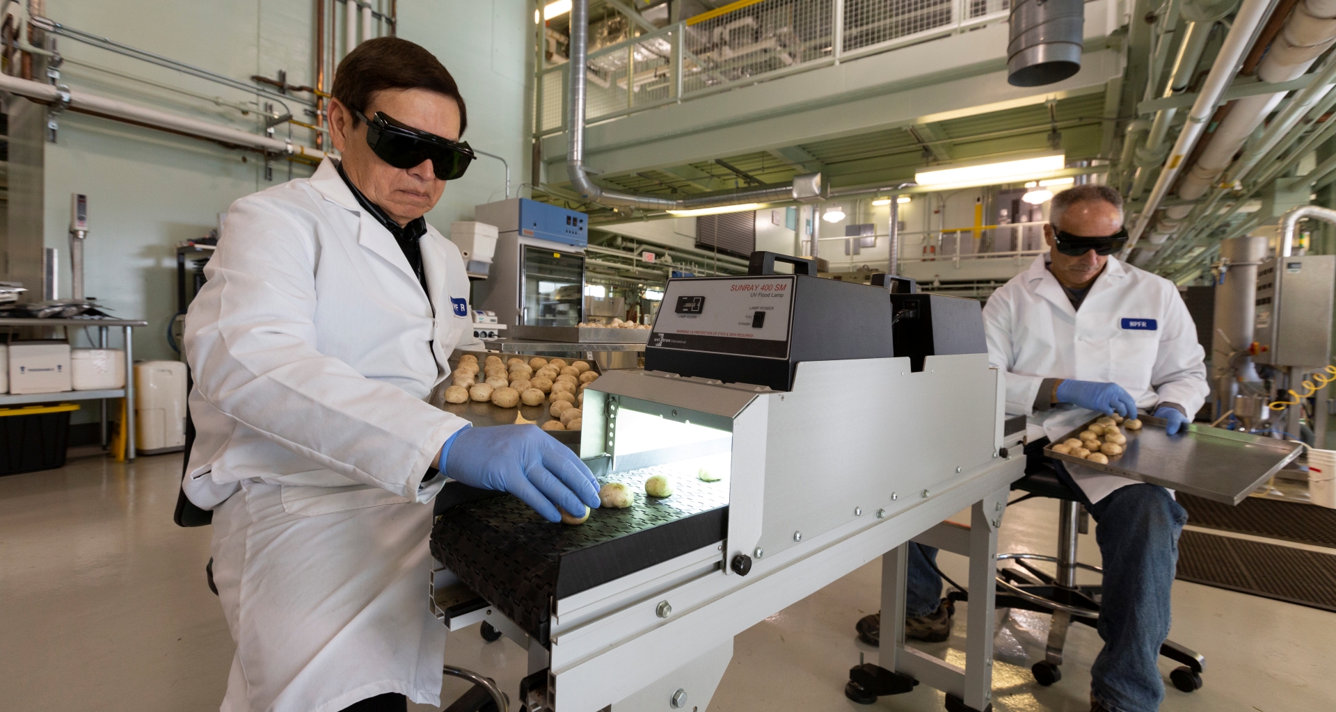 In a food processing pilot plant  food technologists put mushrooms through a UVB light machine. 
