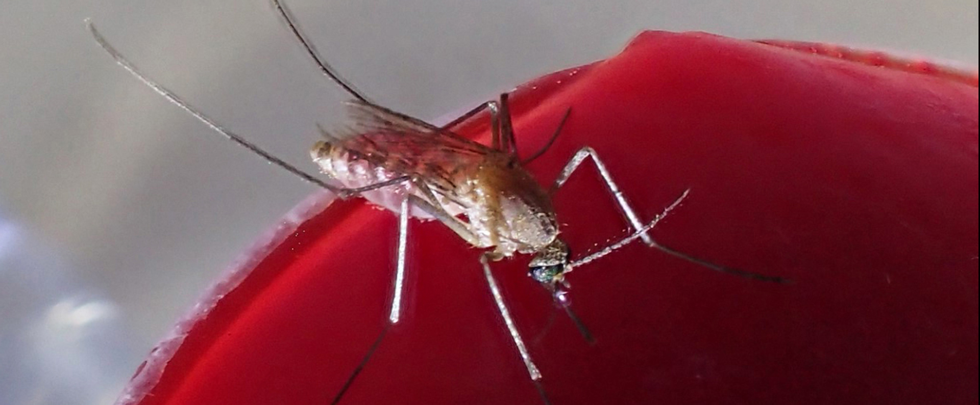 Culex quinquefaciatus mosquito feeds on an artificial blood feeder