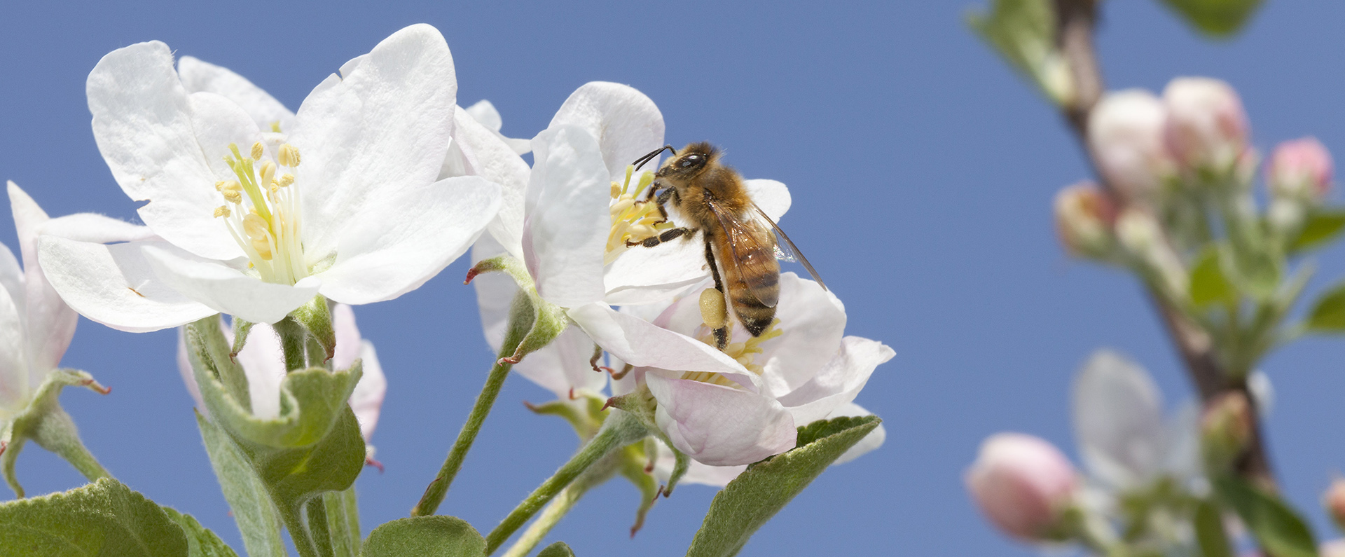 Honey bee on an apple blossom.