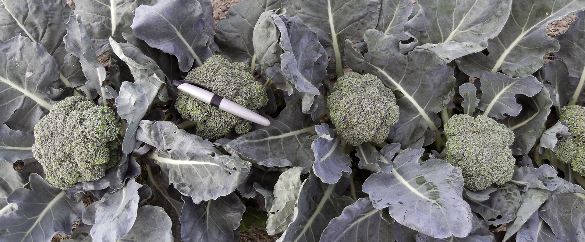Heads of heat-tolerant broccoli growing 