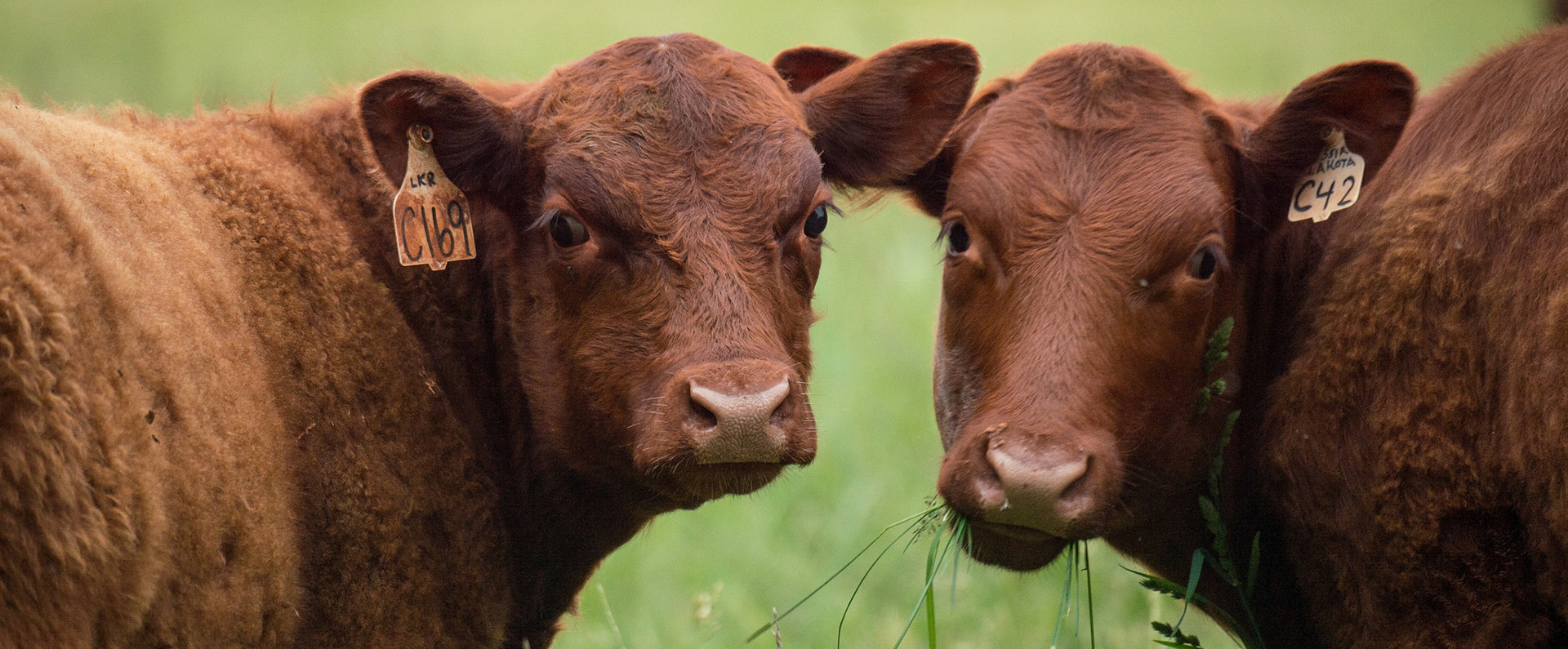 Two brown cows facing each other