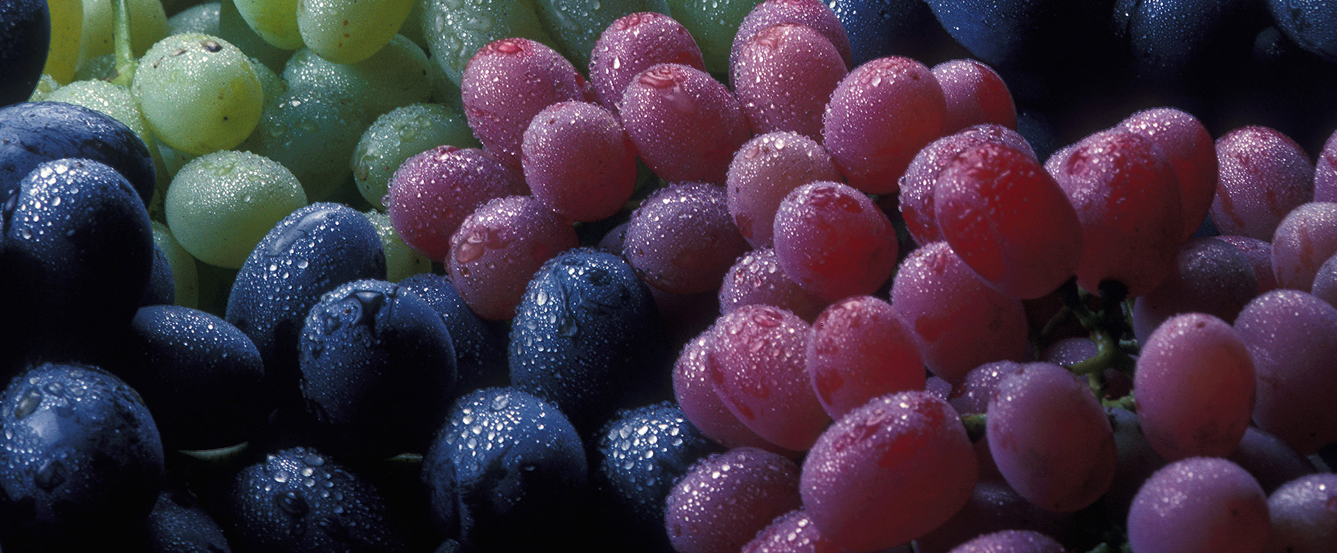 Bunches of black, red and green grapes