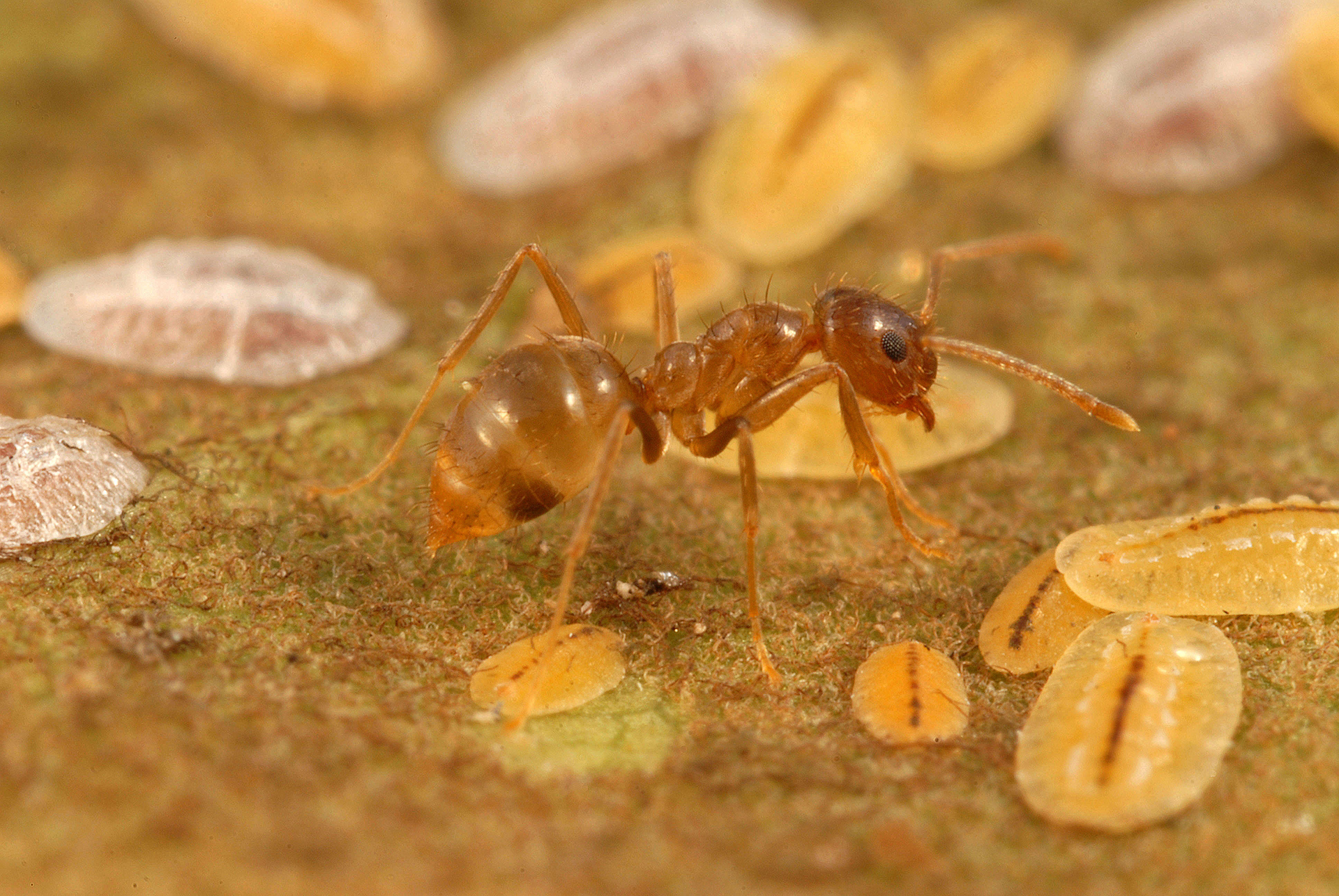 A tawny crazy ant. 