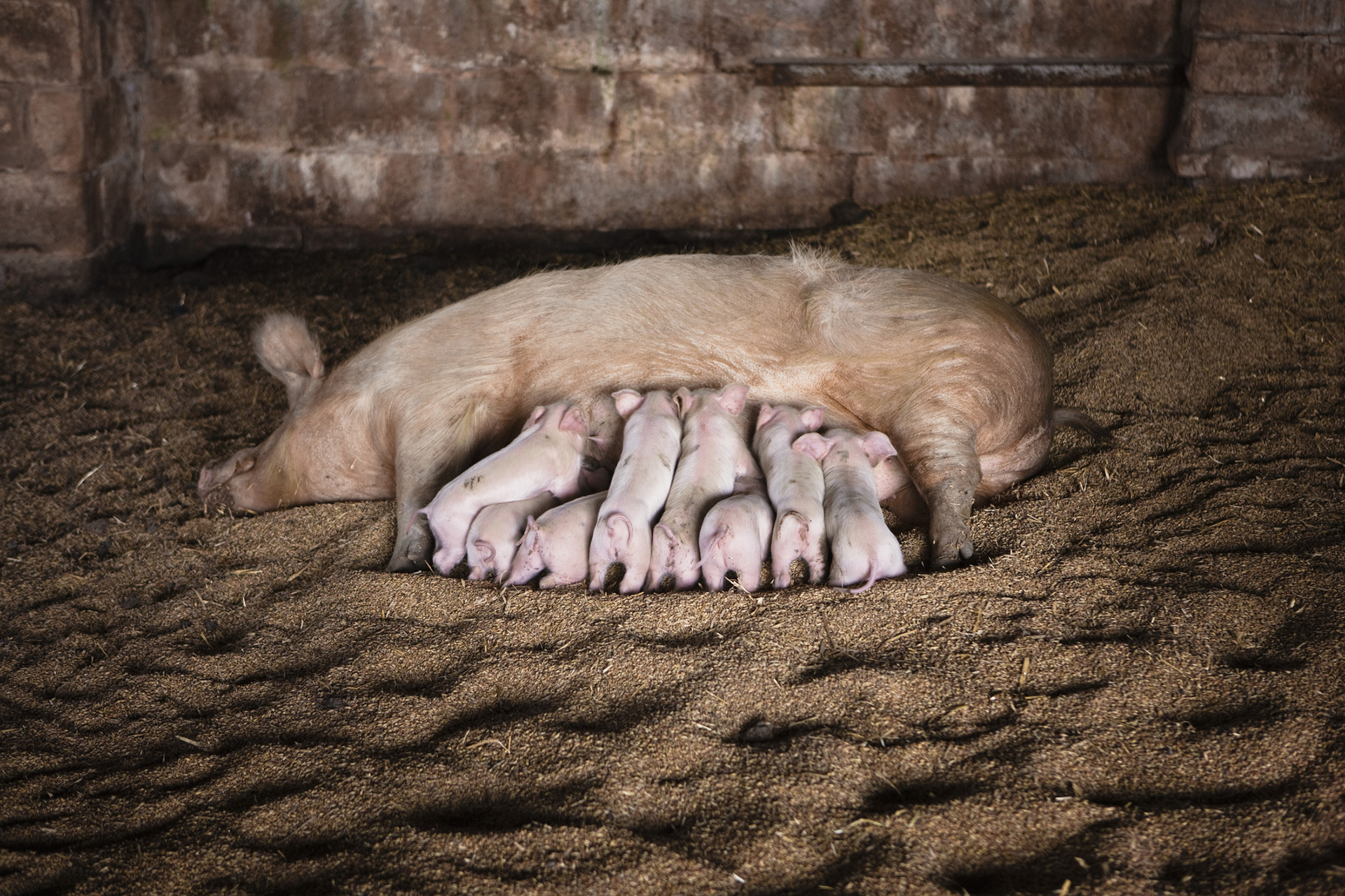 A sow and piglets