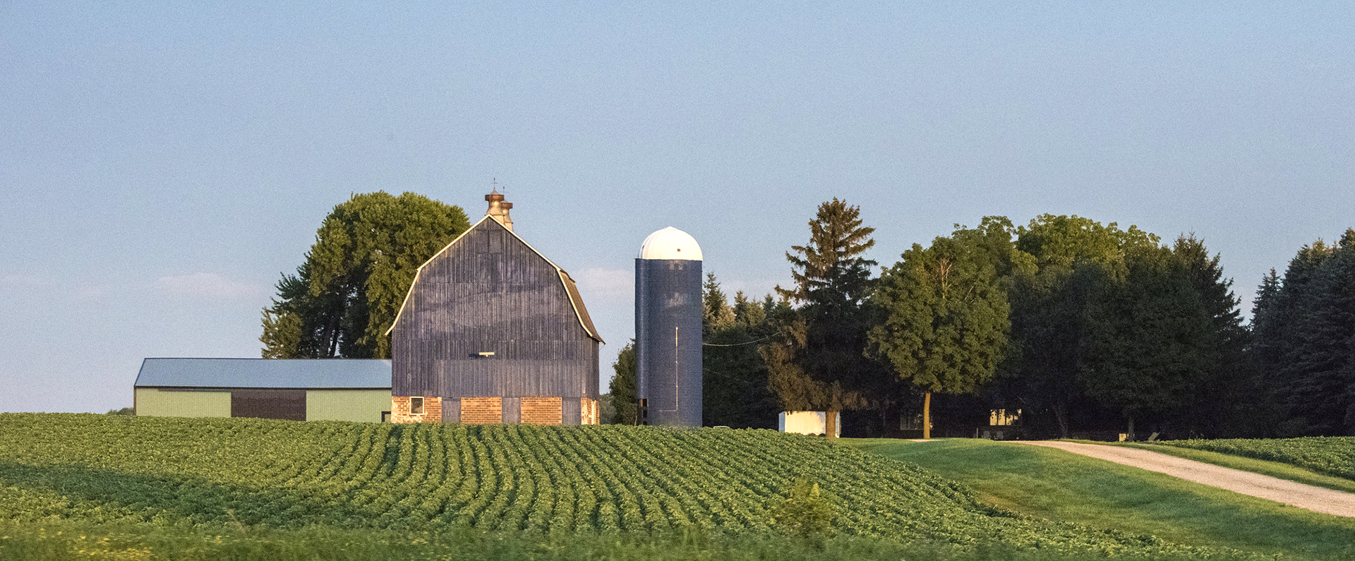 Rows of crops growing in front of a barn and silo.