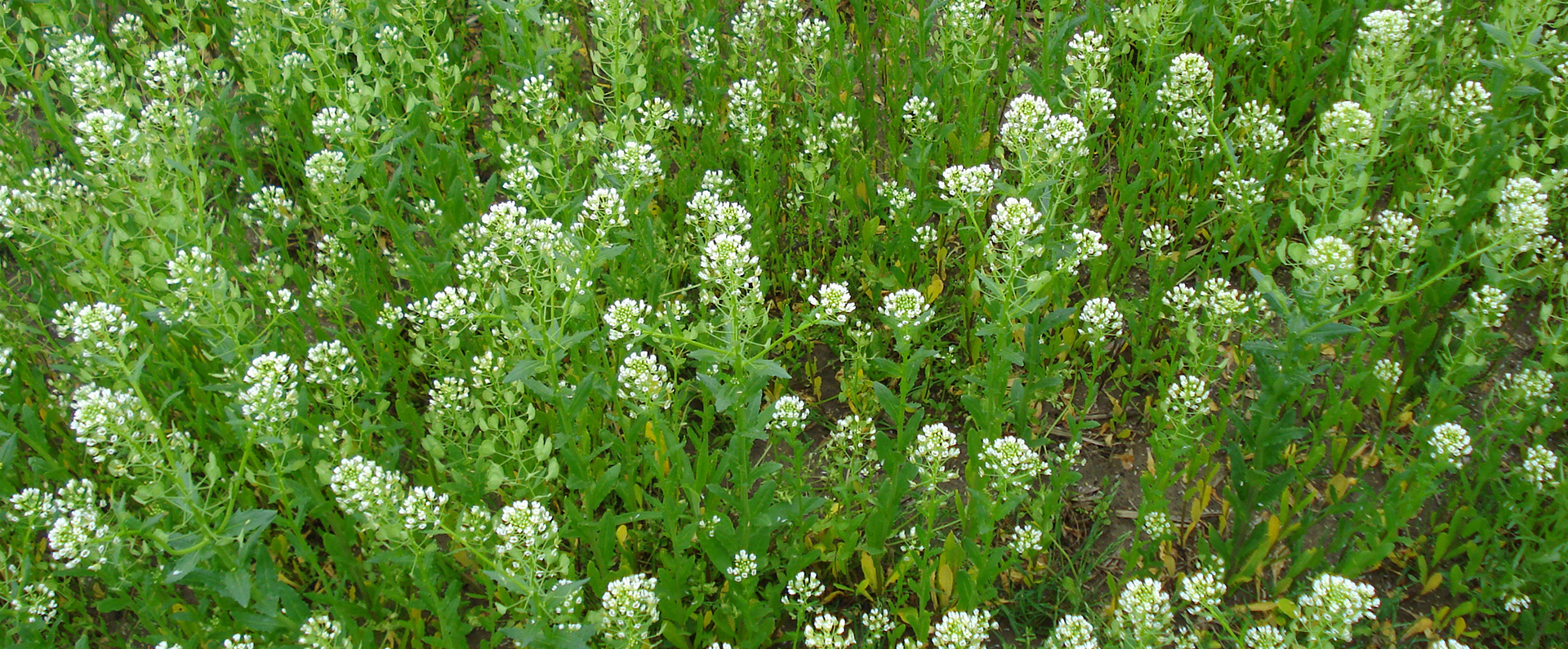 A field of pennycress