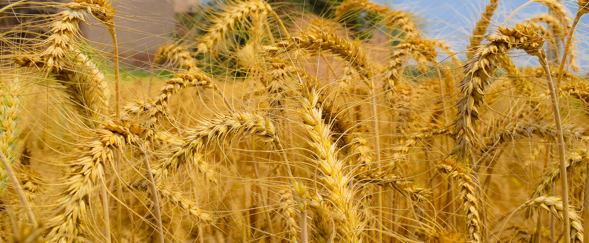 Wheat image