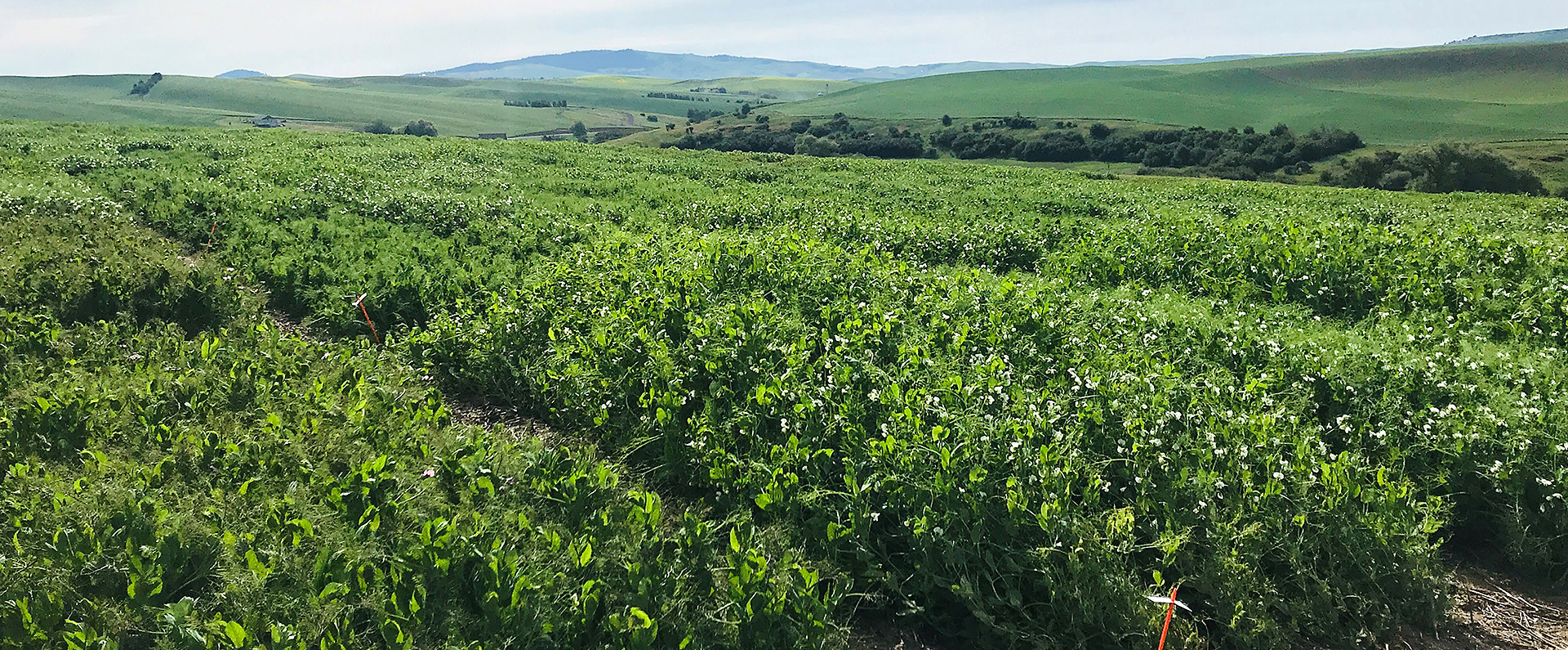 A field of winter peas