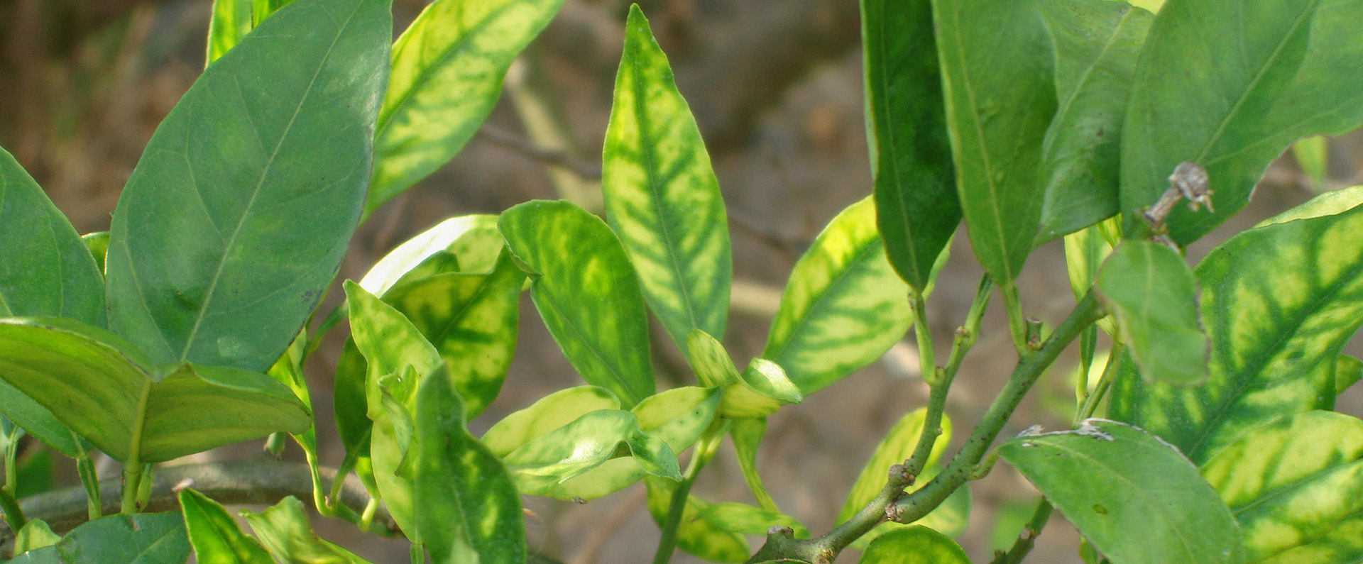 Citrus leaves showing signing of yellowing from citrus greening disease