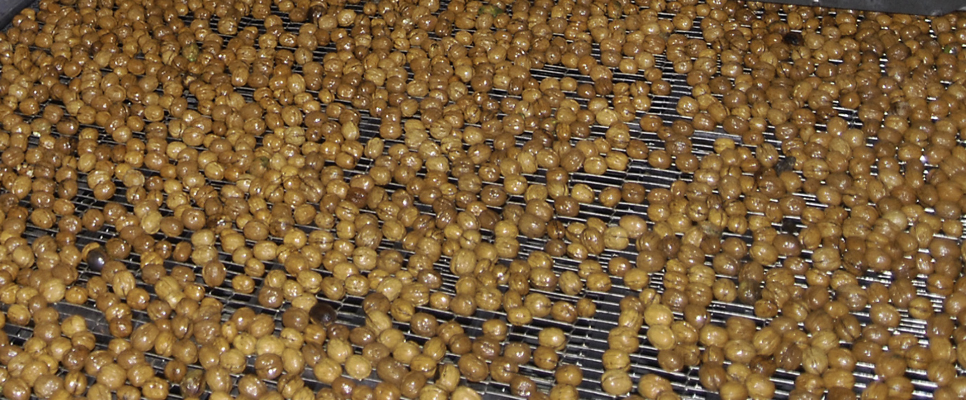 A walnuts being dried