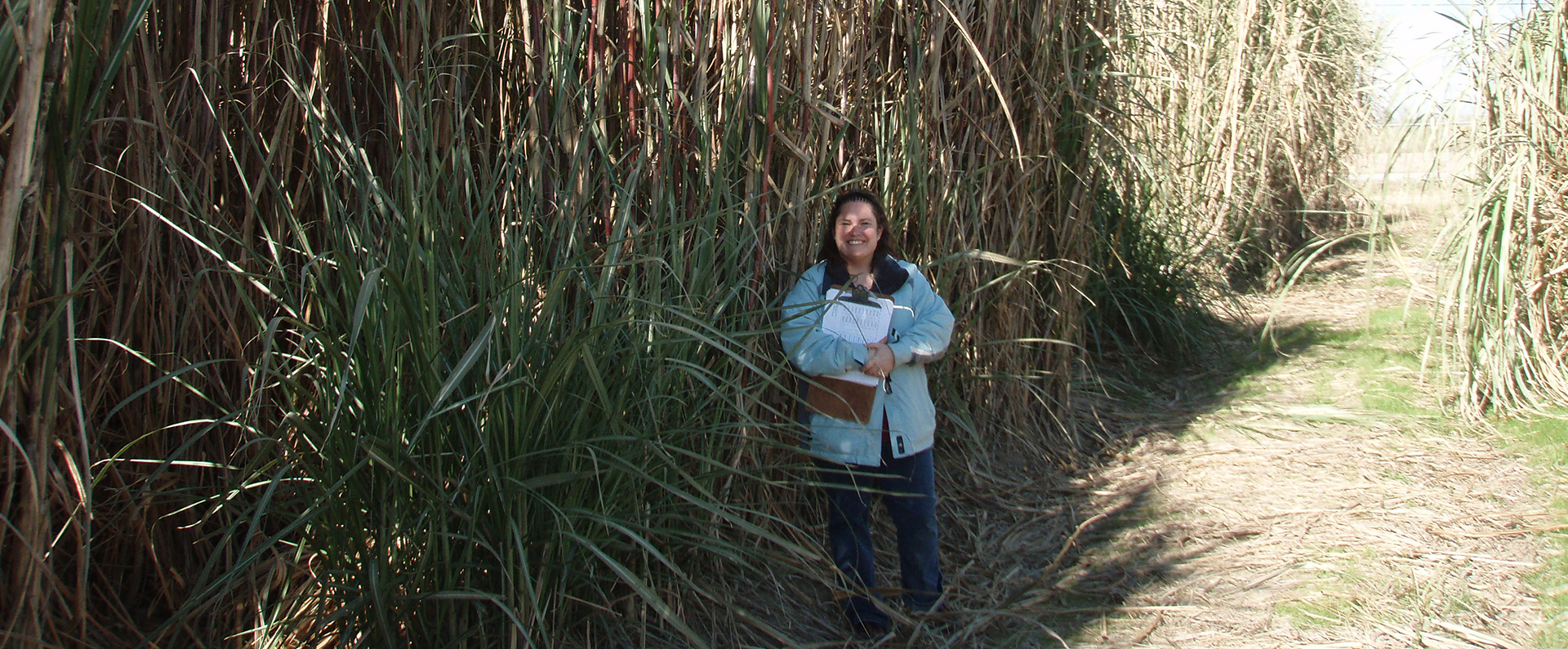 ARS plant research geneticist, Dr. Anna Hale in an energy sugarcane test field 