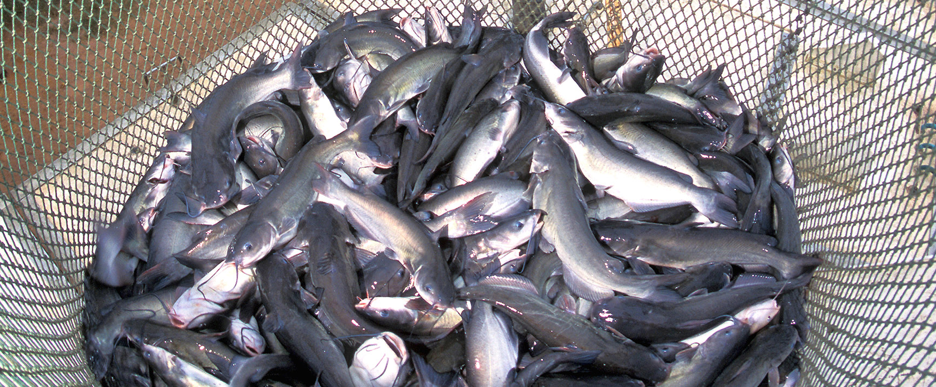 A basket containing freshly caught catfish 