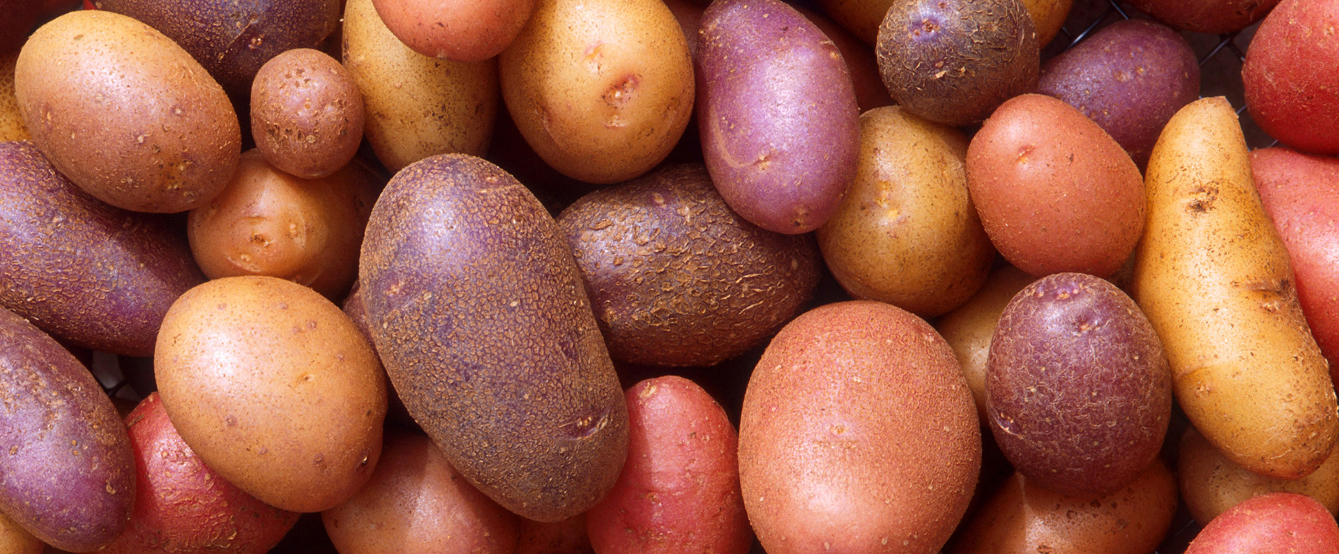 A group of purple, red and yellow potatoes 