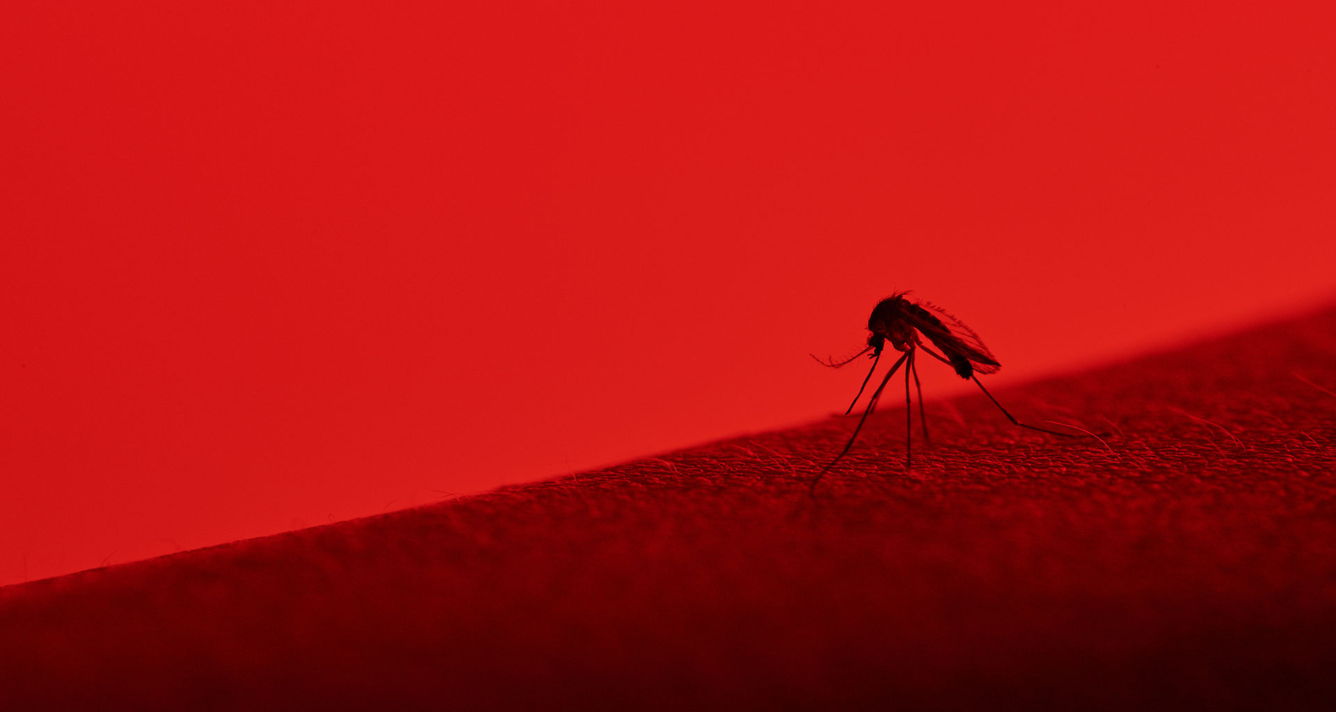 A mosquito on a red background 