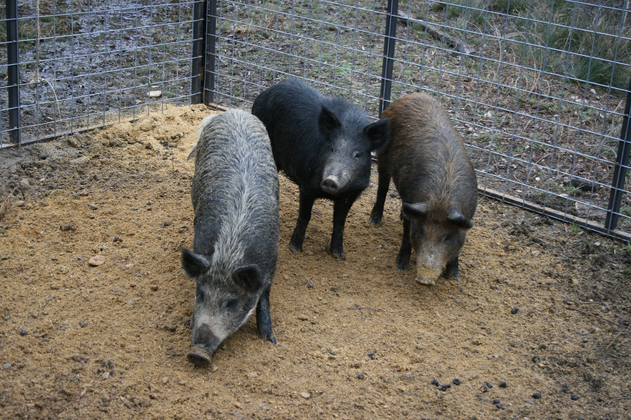 Three feral swine