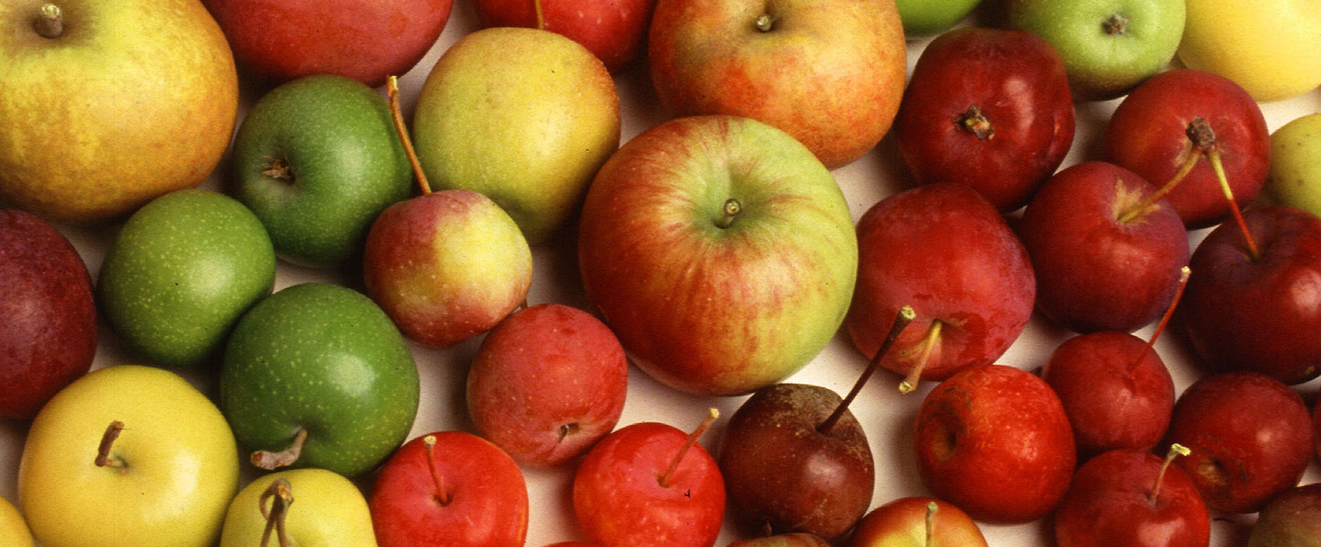 A variety of red, yellow and green apples