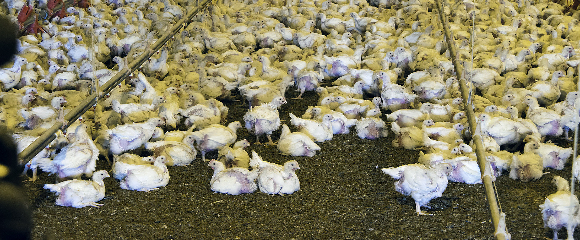 Chickens in a chicken house