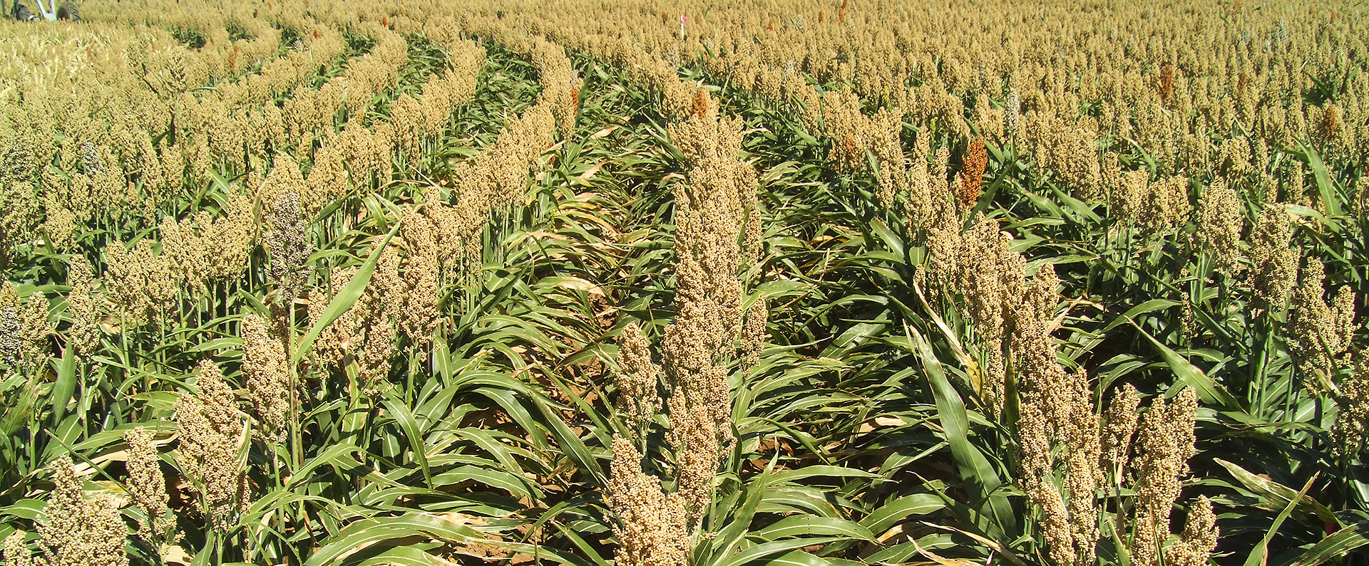 A field of sorghum