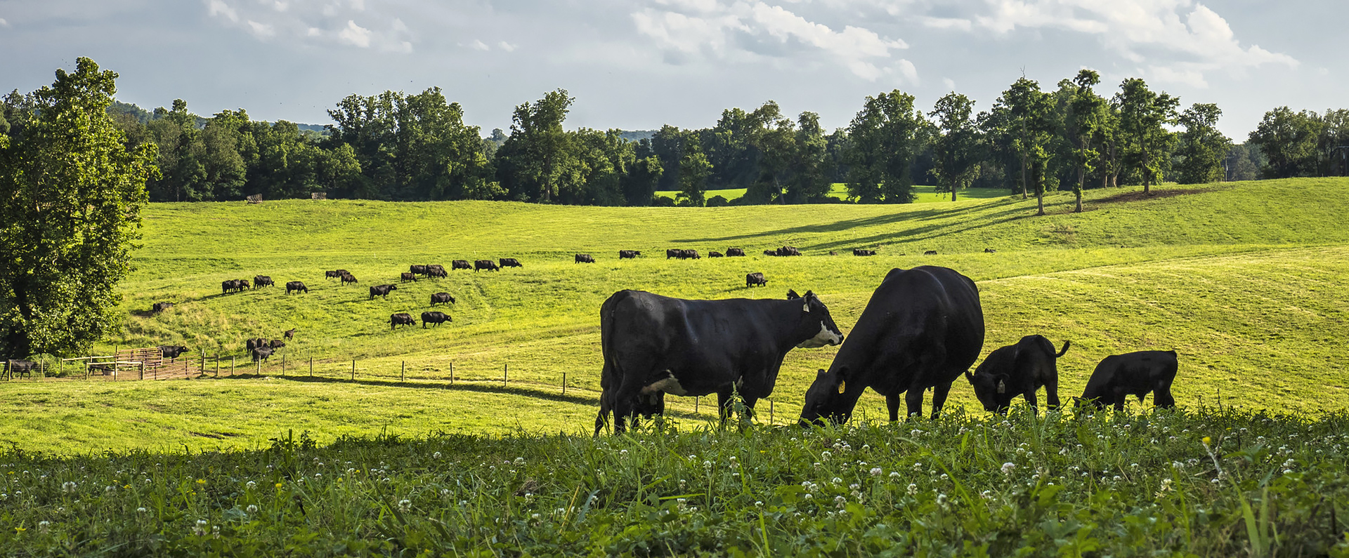 Beef cattle grazing