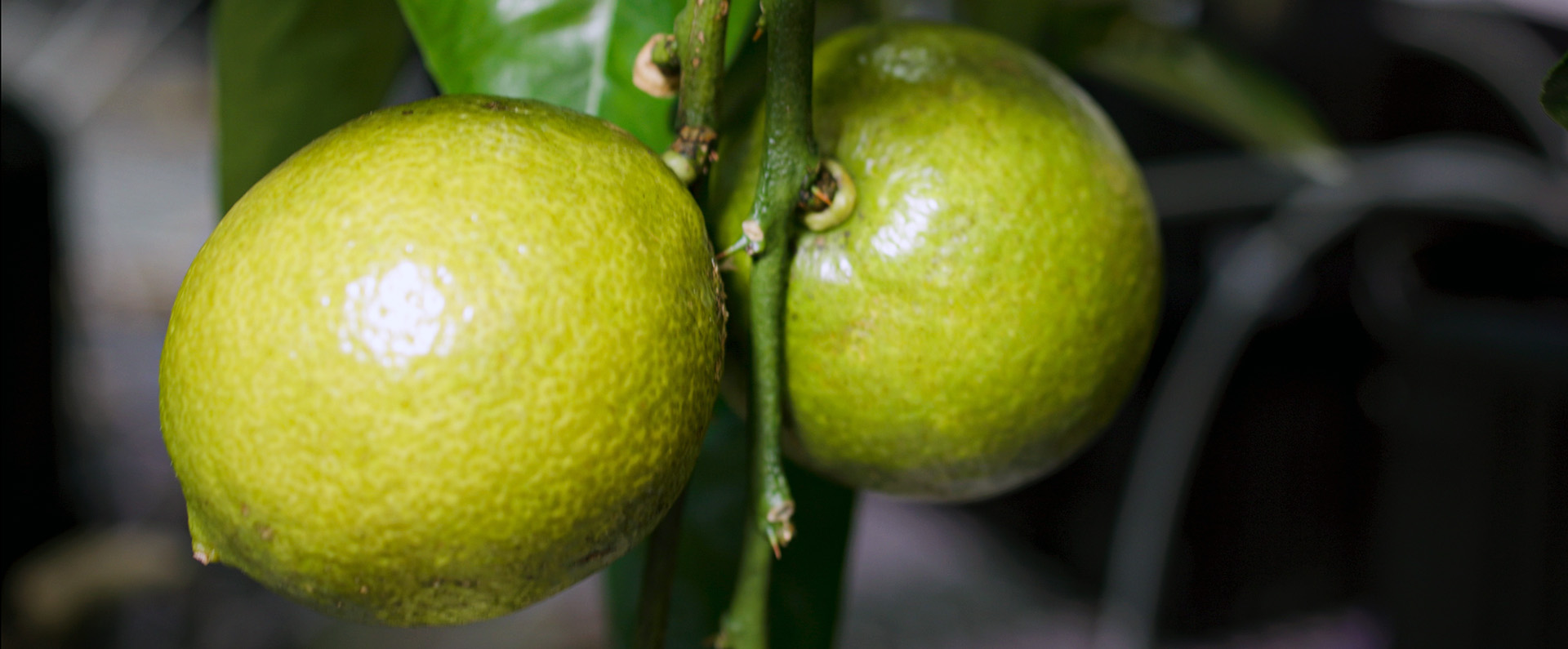 Lemons infected with citrus greening.