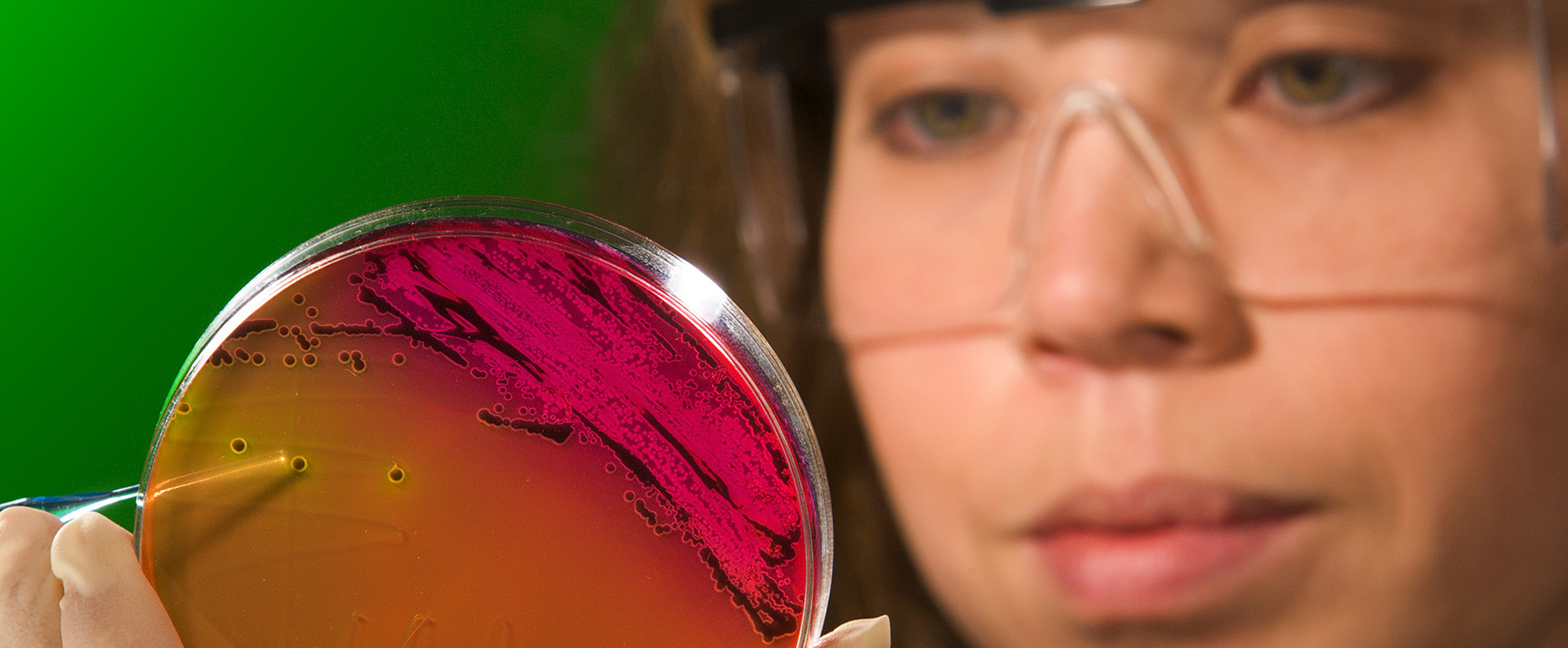 A female scientist looking at an agar plate