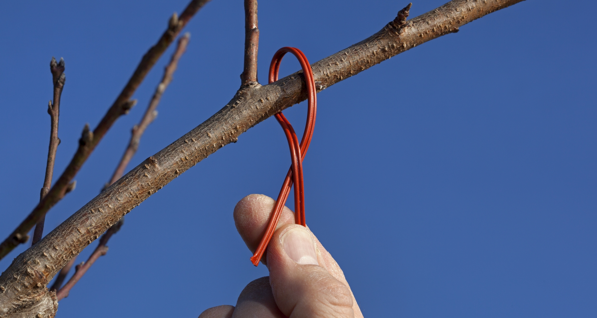 A pheromone dispenser being applied to the branch of a peach tree. 