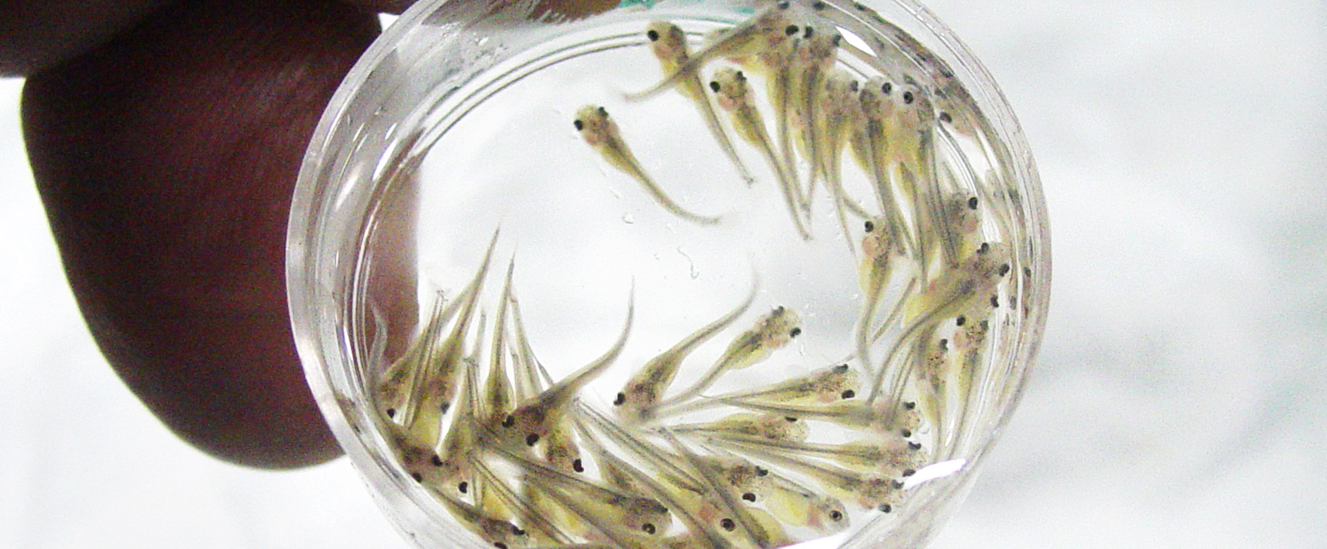 Newly hatched hybrid catfish fry 