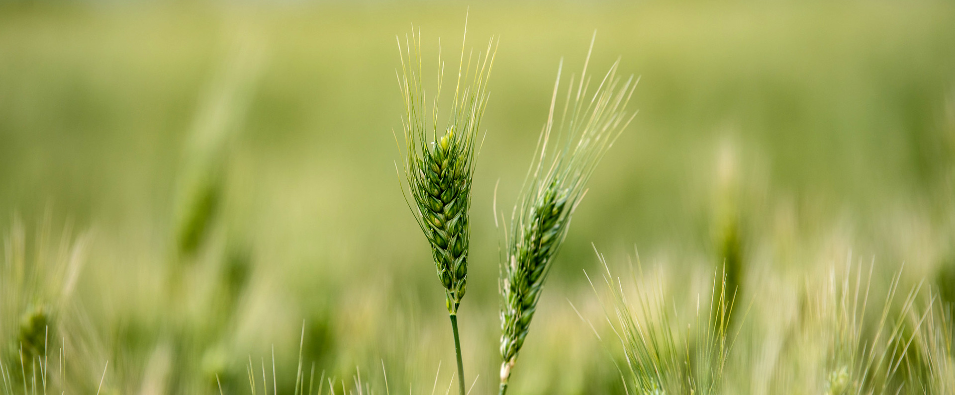 A stalk of wheat in a wheat field