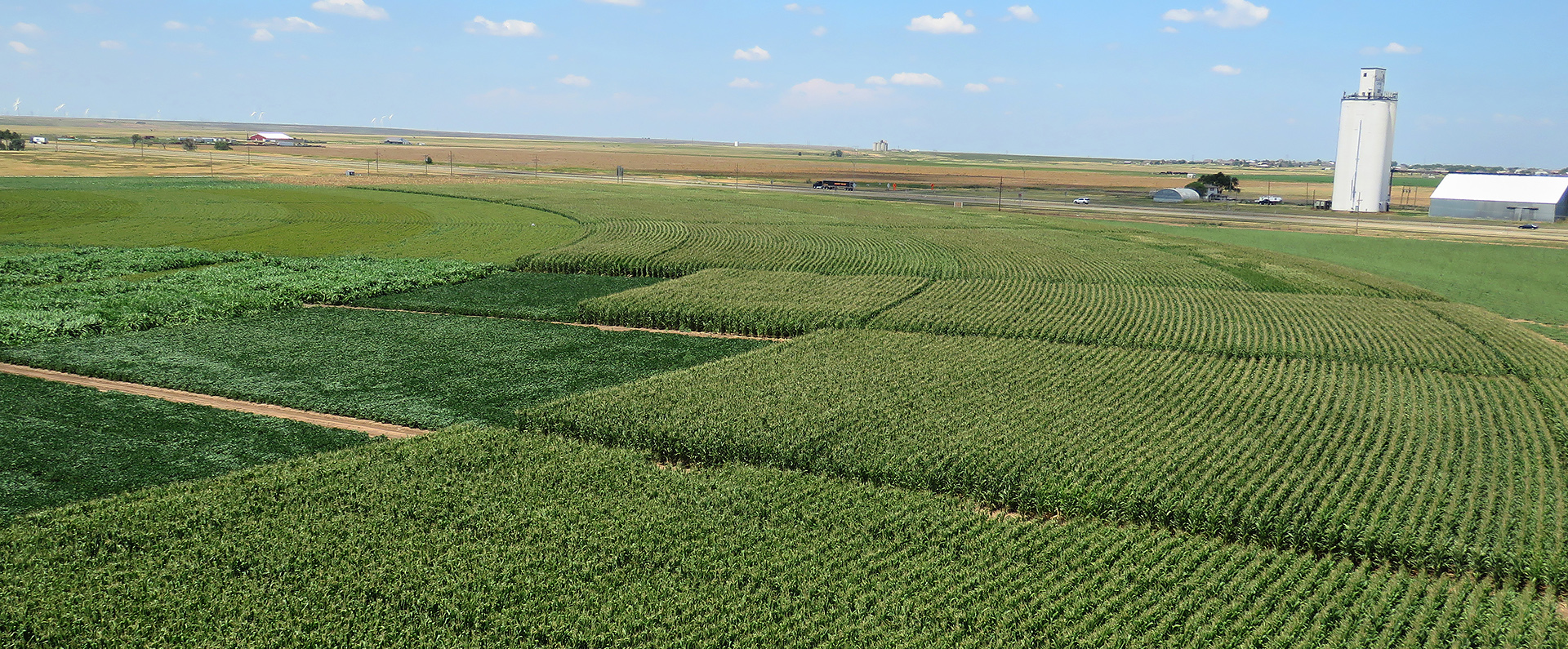 Aerial view of corn field