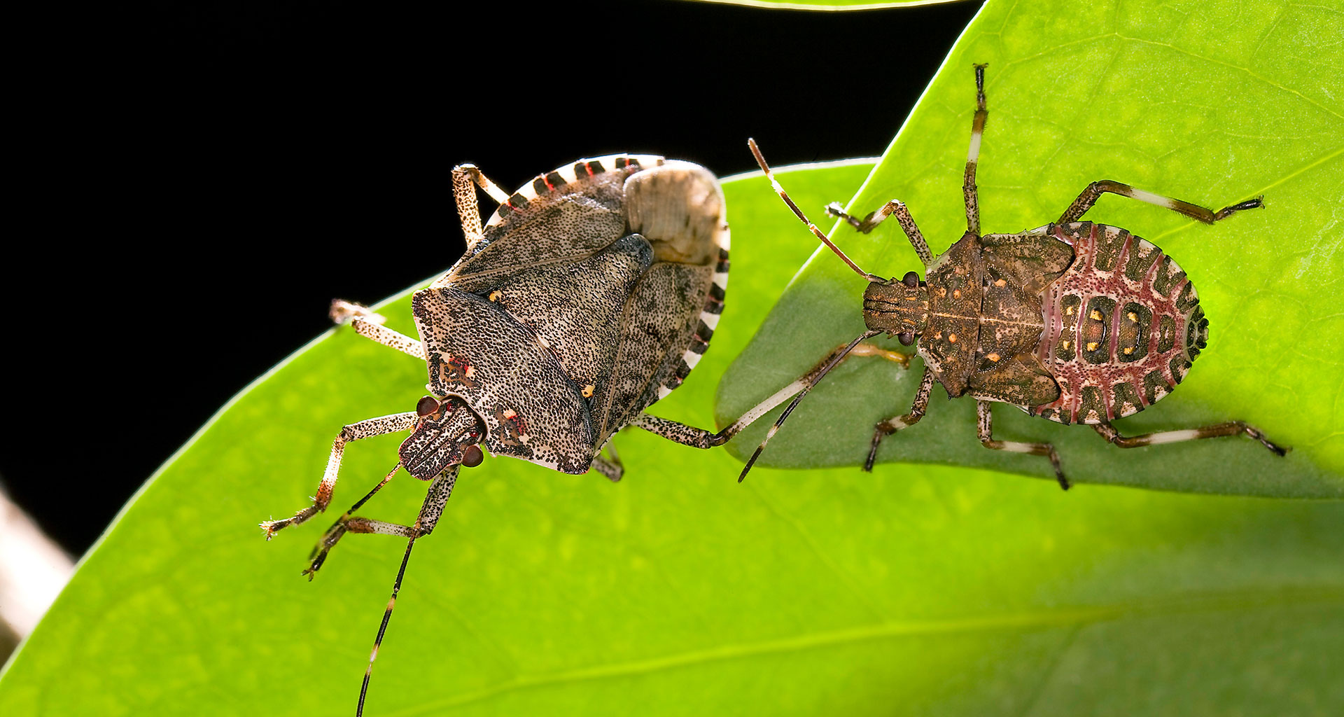 Two brown marmorated stink bugs on a green leaf